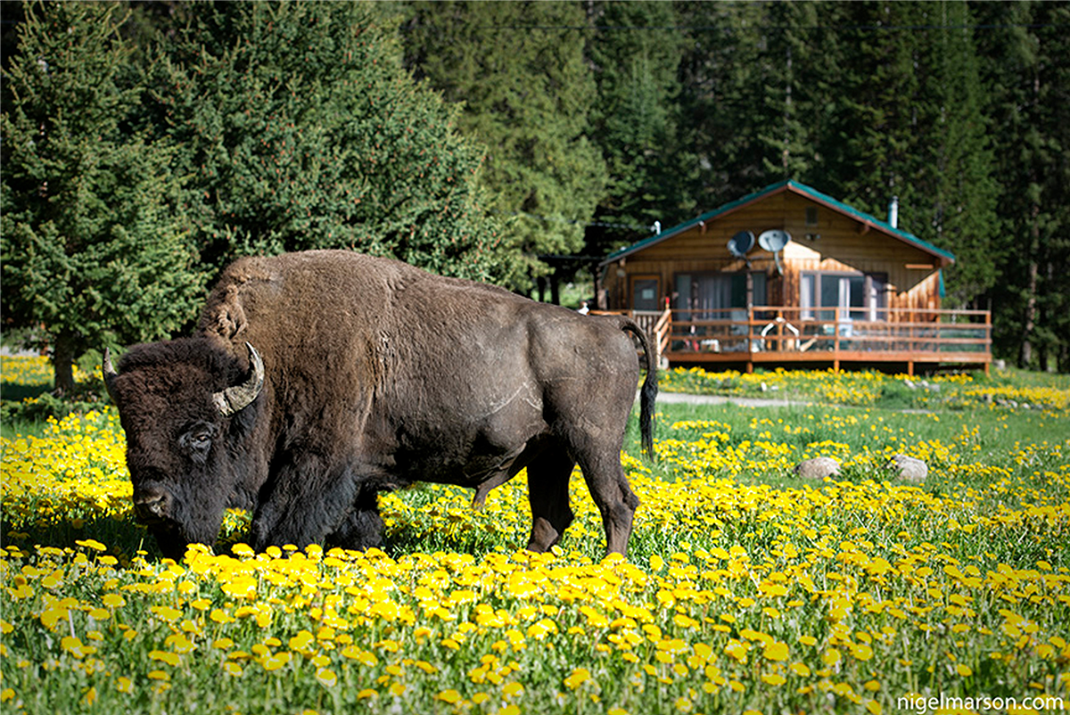bisondandelion copy